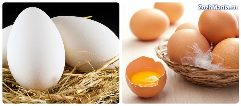 Гусиные яйца: польза и вред для организма | польза и вред