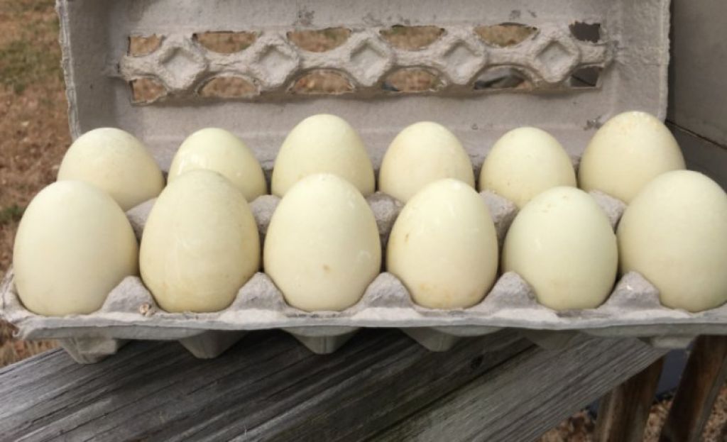 Гусиные яйца: состав, калорийность, польза и вред, инкубация