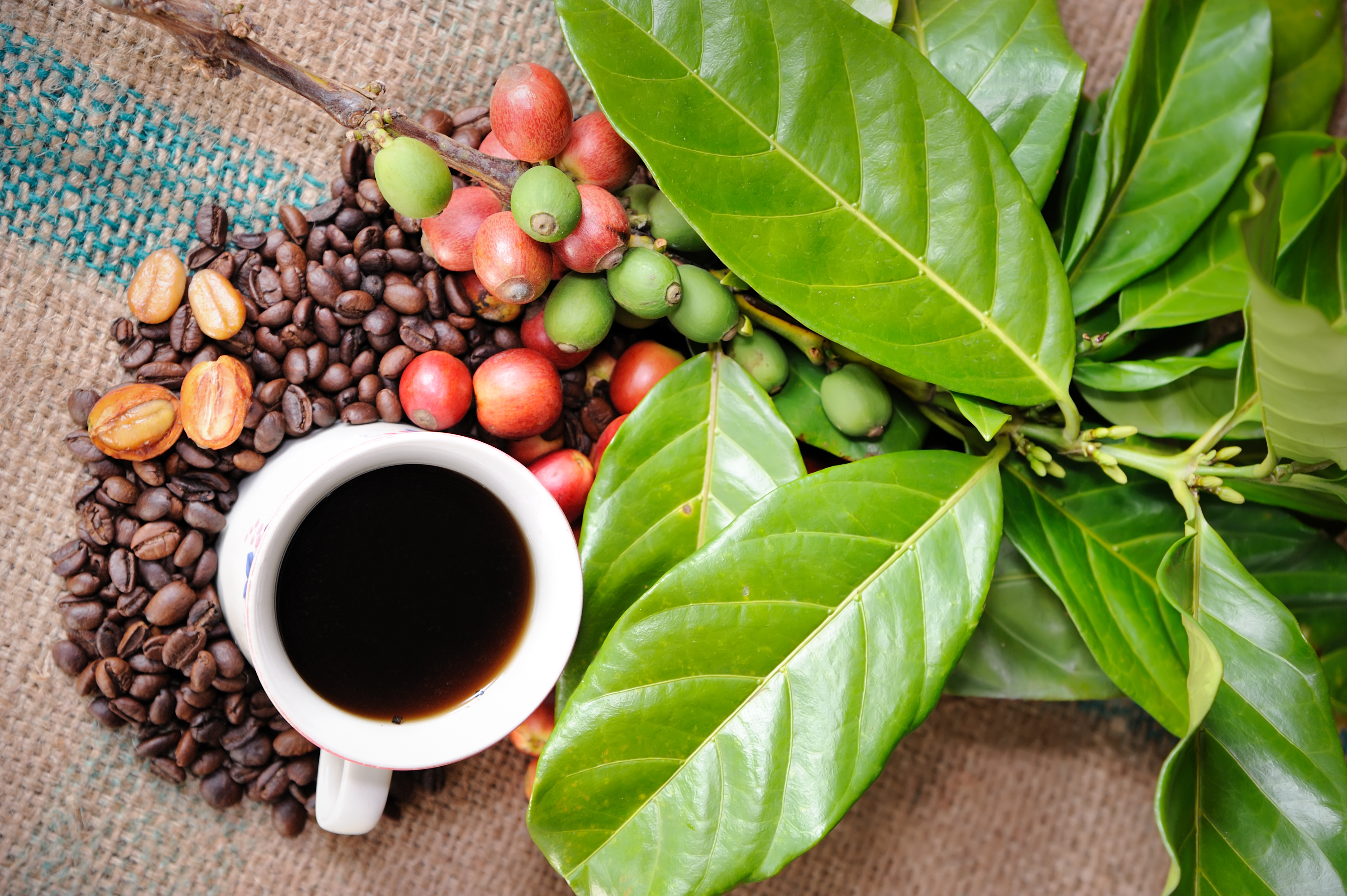 Кофеин: действие на организм, свойства и польза | food and health