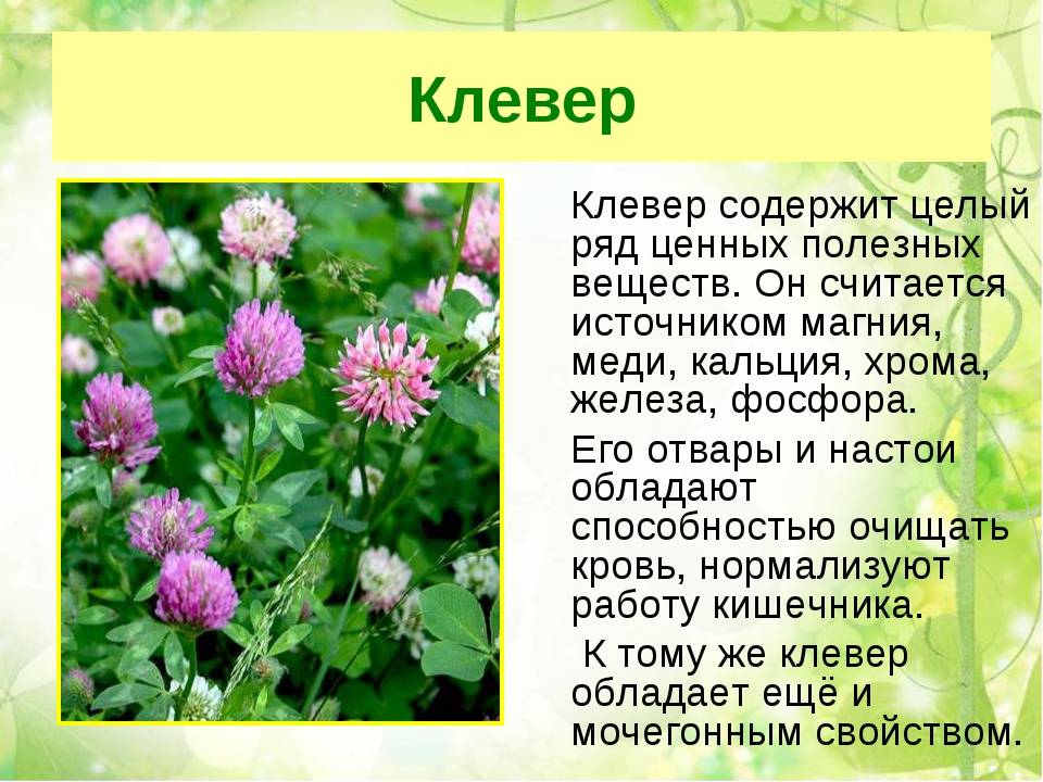 Клевер луговой ️ описание растения, строение цветка, виды, характеристика