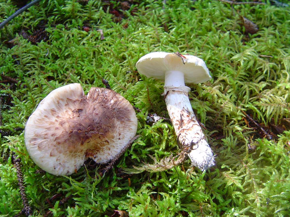 Какие рядовки стоит употреблять в пищу: съедобные и несъедобные виды гриба
