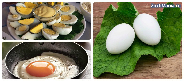 Гусиные яйца - польза, способы хранения и лучшие рецепты вкусных блюд