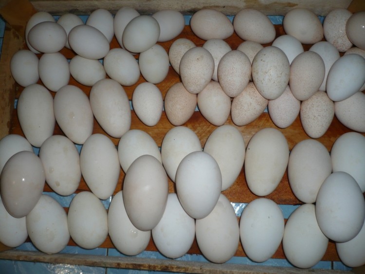 Как выбрать гусиные яйца - как их есть