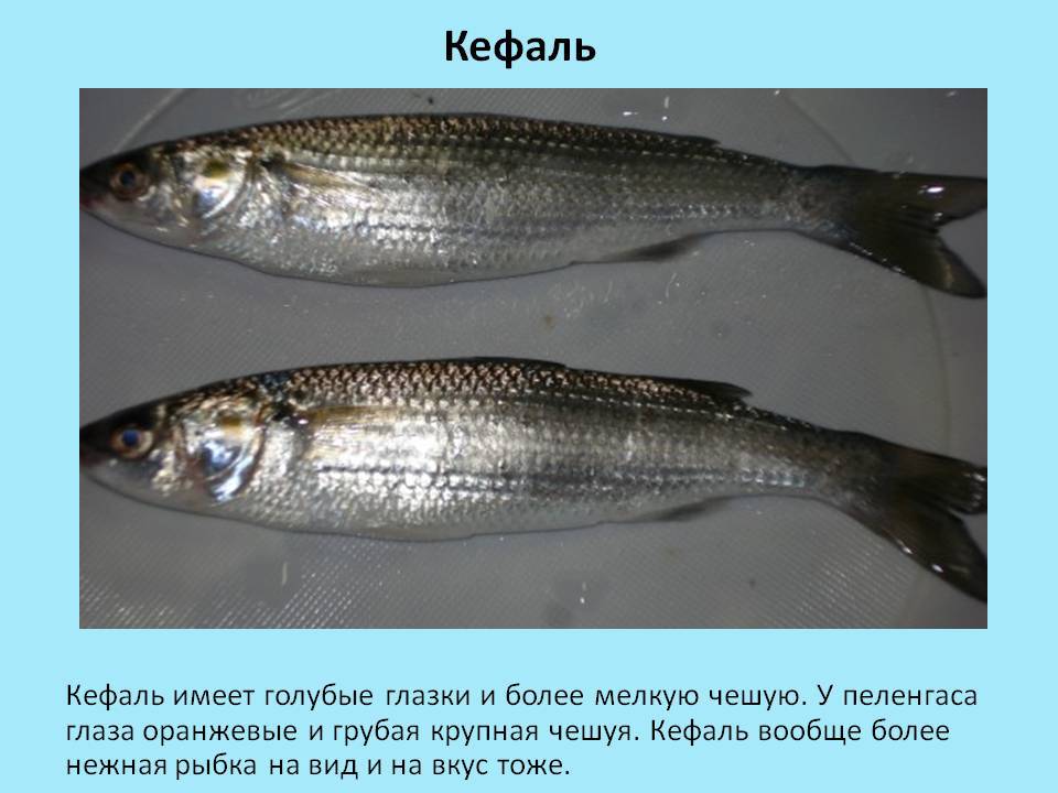 Полезные свойства рыбы кефаль: как выглядит и в каких морях водится, основные виды, как влияет на организм Можно ли применять на диете, с какого возраста давать детям