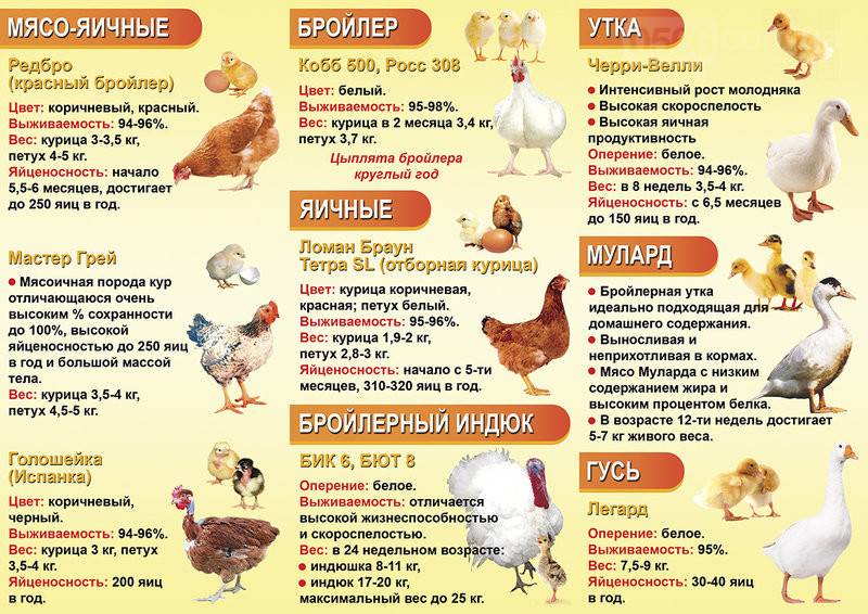 Мясо утки - состав, польза и вред, выбор и хранение