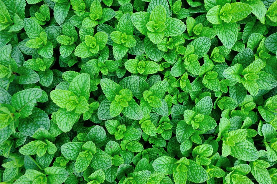 Мята🌿 14 лечебных свойств, польза и вред травы при заболеваниях