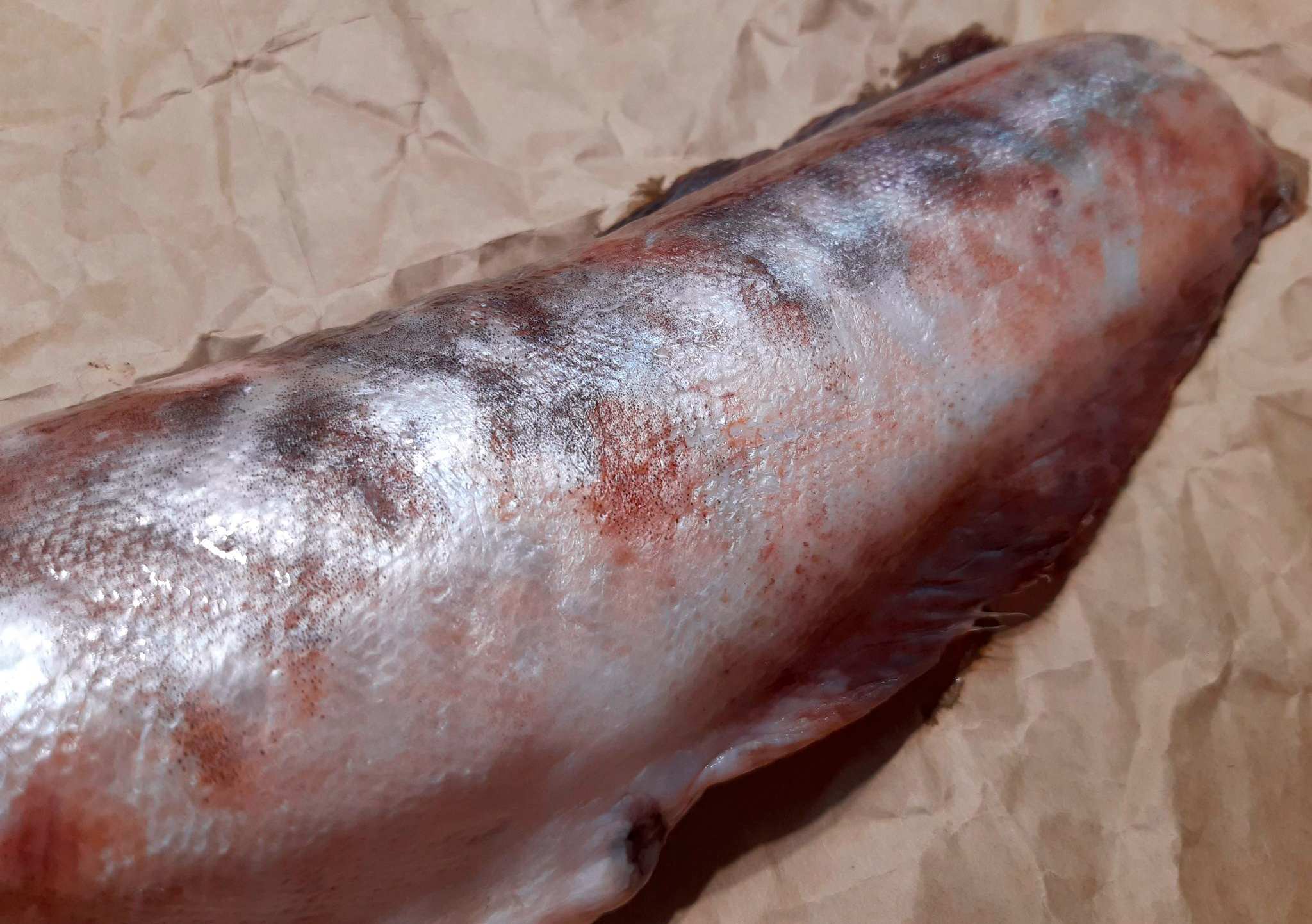 Рыба конгрио (кинг клип): польза и вред, фото, отзывы