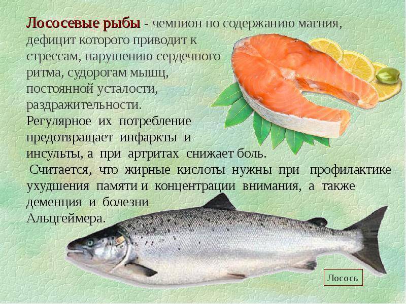 Рыба морской ерш: описание вида с фото, где обитает