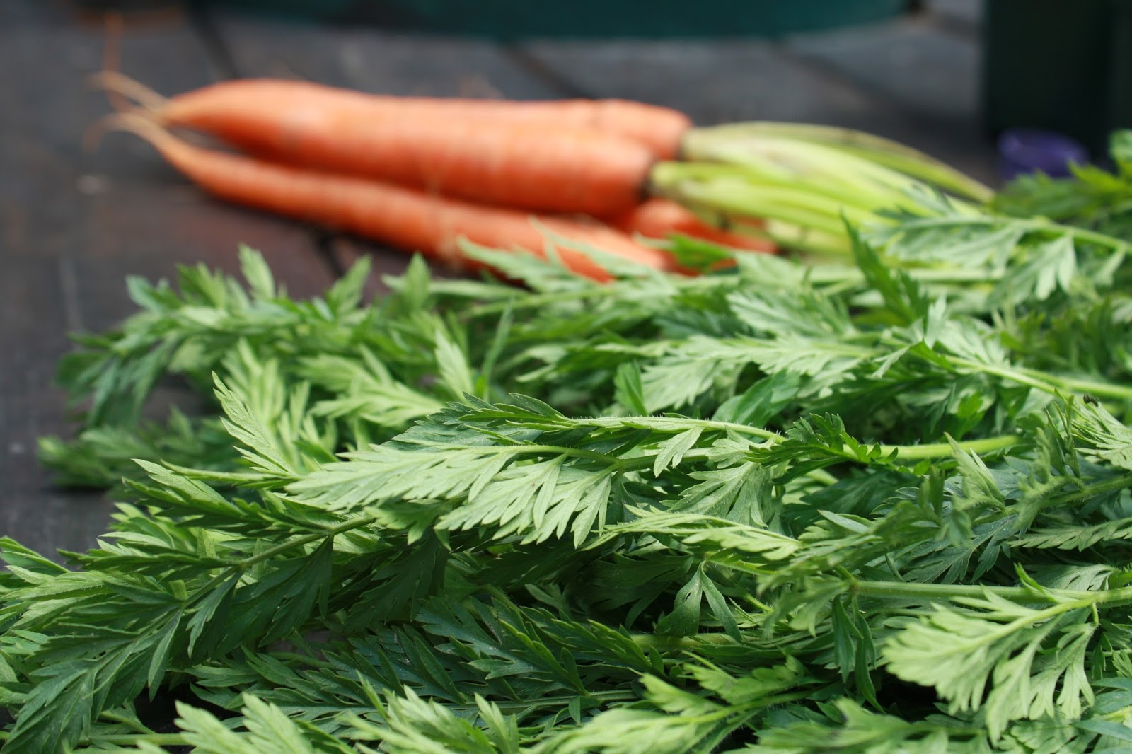 Польза моркови — 10 доказанных свойств для здоровья организма