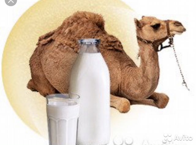 Польза и вред верблюжьего молока для мужчин, женщин, беременных – портал "стань лучше"