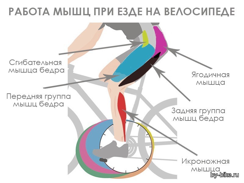 Чем полезен велотренажер, какие мышцы работают (качаются), польза и вред для мужчин и женщин