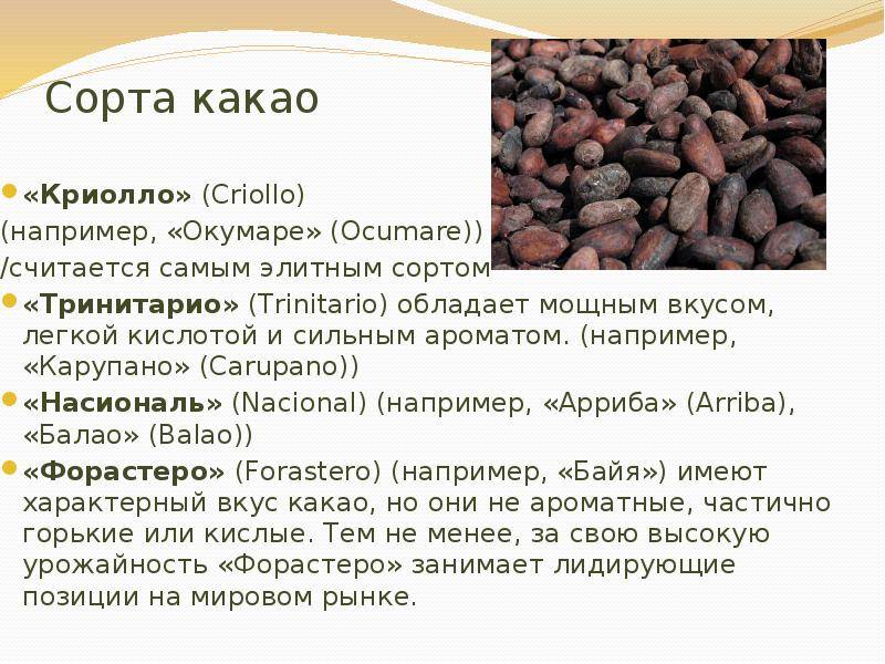 Шоколадное дерево какао: фото сортов, как растут какао-бобы :: syl.ru