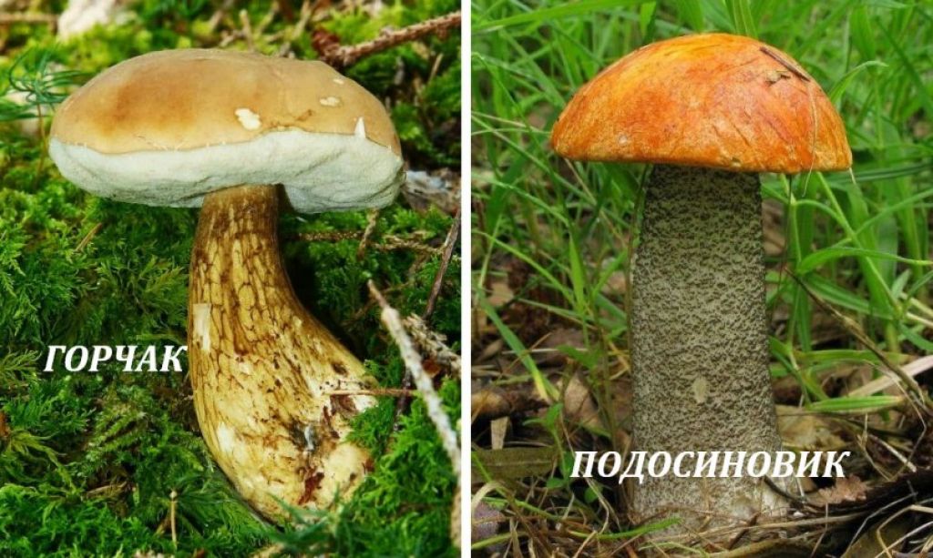 Гриб подосиновик – знаменитый, красивый и вкусный - грибы собираем