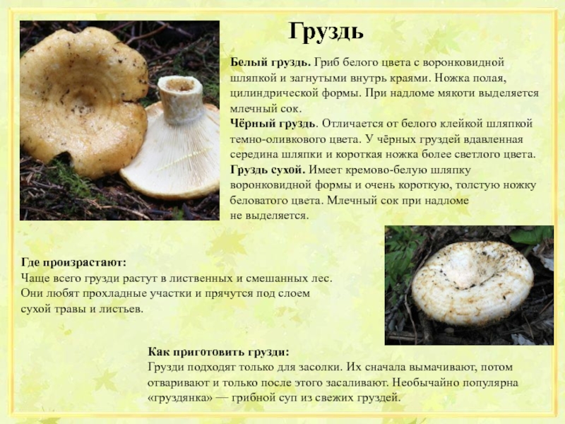 Можно ли грибы беременным на разных сроках и при грудном вскармливании: сколько разрешено, советы и противопоказания medistok.ru - жизнь без болезней и лекарств