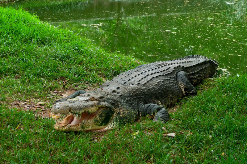 Мясо крокодила польза и вред