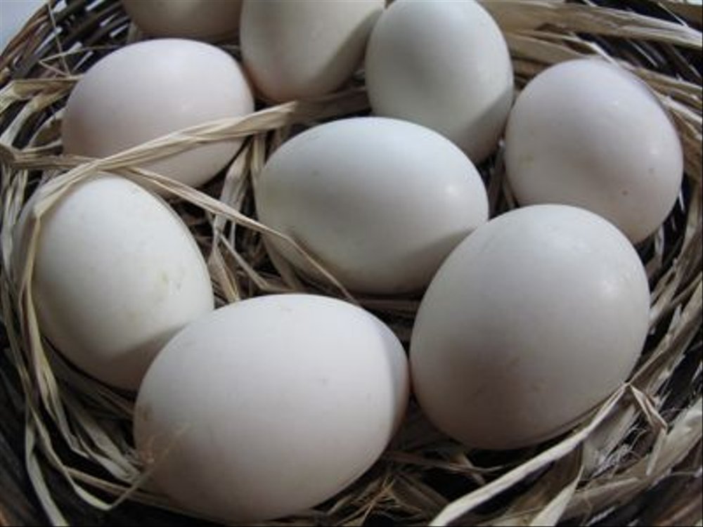 Размер утиных яиц и польза и вред для организма, можно ли есть и в каком виде