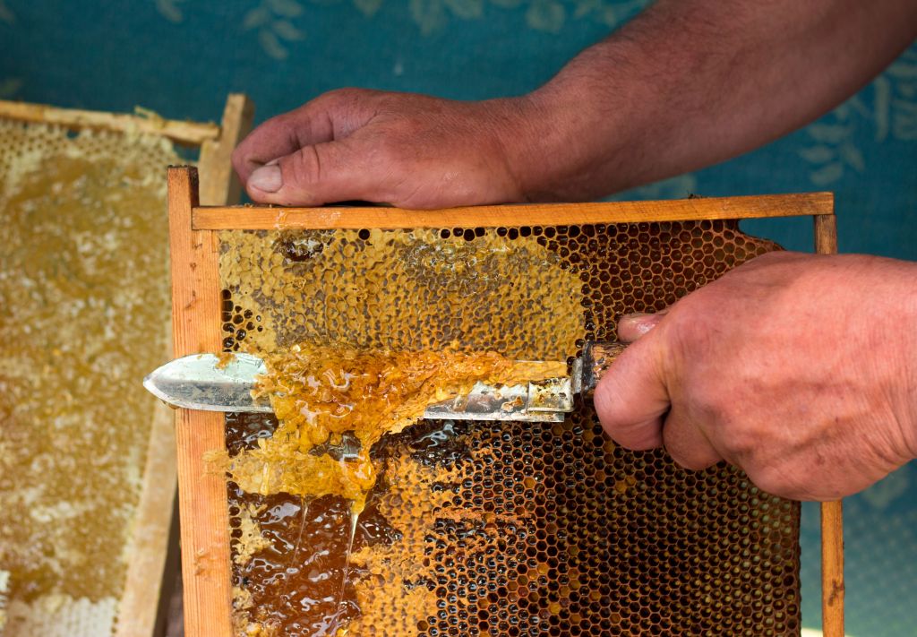 Мёд в сотах: как хранить и есть? можно ли глотать воск?