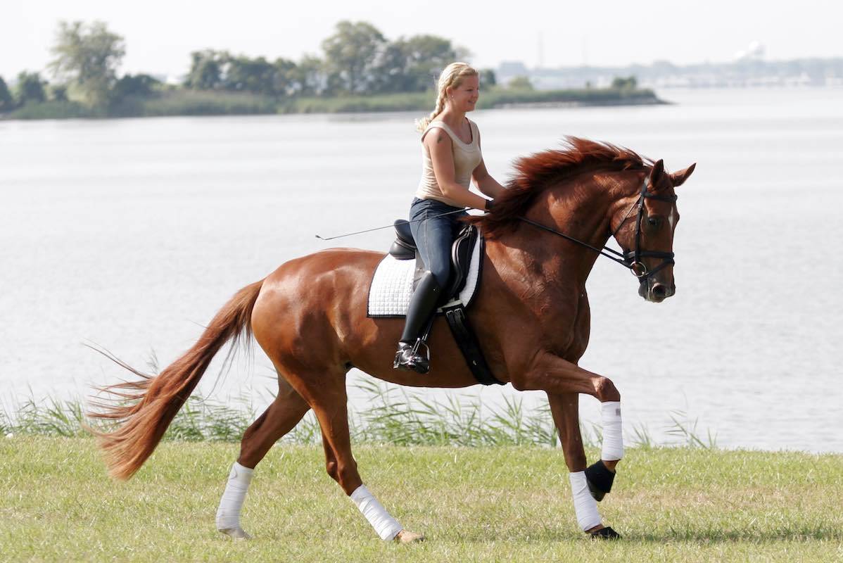 Как кататься на лошади: обучение верховой езде