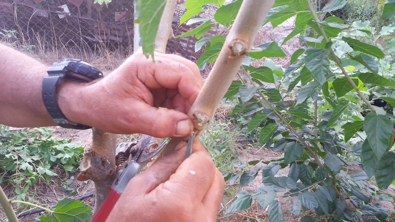 Польза и вред шелковицы (тутовника), свойства, фото ягоды и дерева