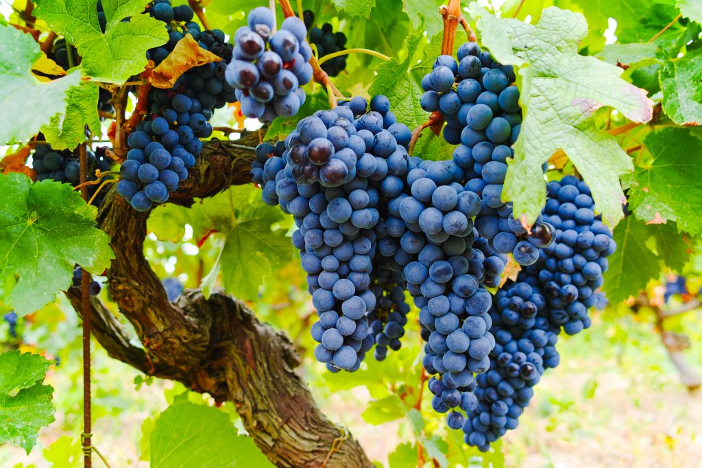 Калорийность винограда