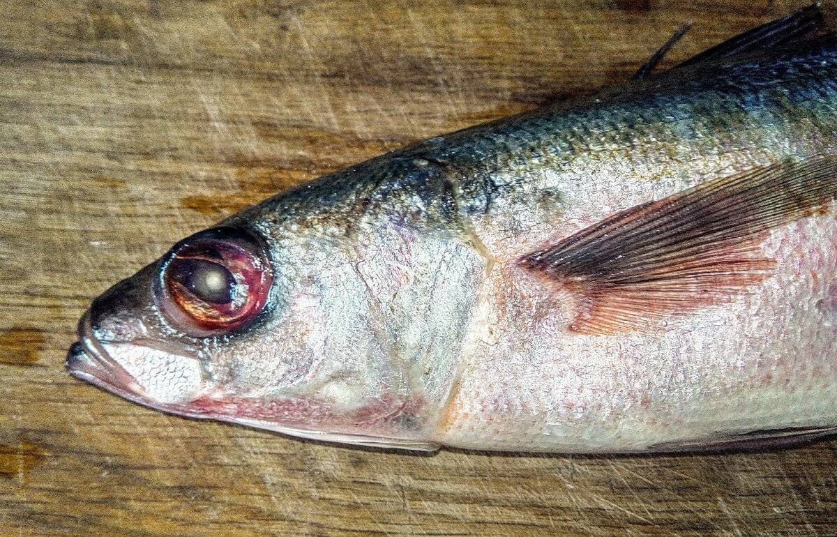 Рыба красноглазка: польза и вред, где водится, химический состав, калорийность, как готовить