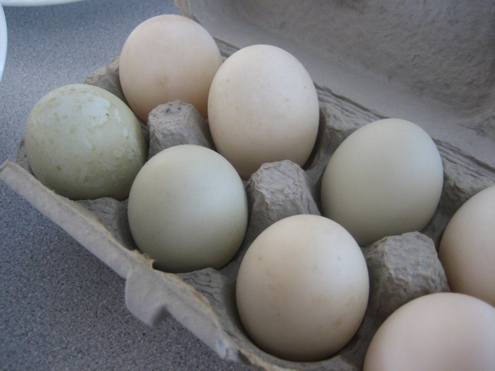 Описание полезных и опасных свойств утиных яиц, а также способы сбора и хранения,  химический состав, пищевая ценность, применение в кулинарии и косметологии данного продукта