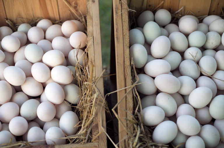 Гусиные яйца - размер, польза, применение, калорийность, пищевая ценность