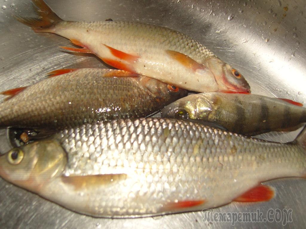 Рыба красноглазка рецепты приготовления коптить