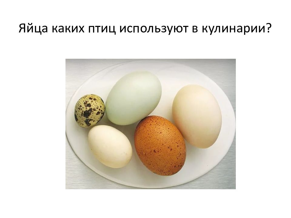 На каких картах какие яйца. Яйца каких птиц используют в кулинарии. Яйцо и продукты его переработки. Презентация яйцо и яичные продукты. Презентация на тему яйца продукты.