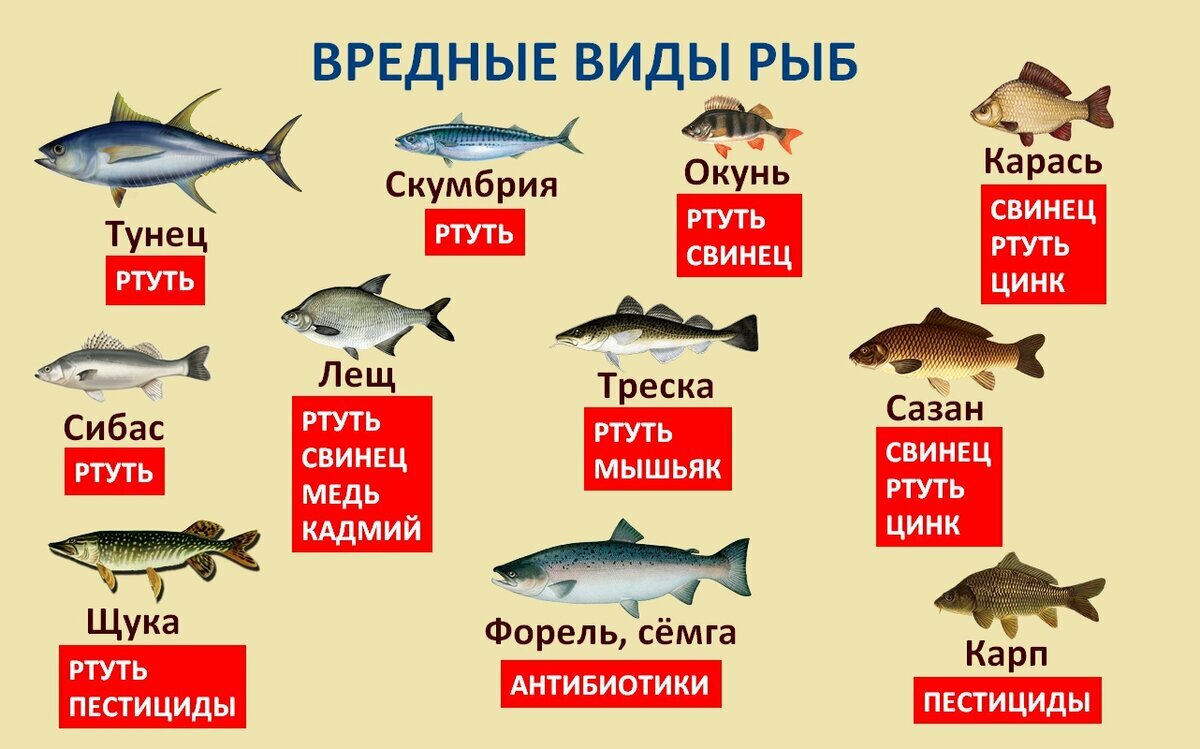 ✅ рыба пелядь полезные свойства - vsezap24.ru