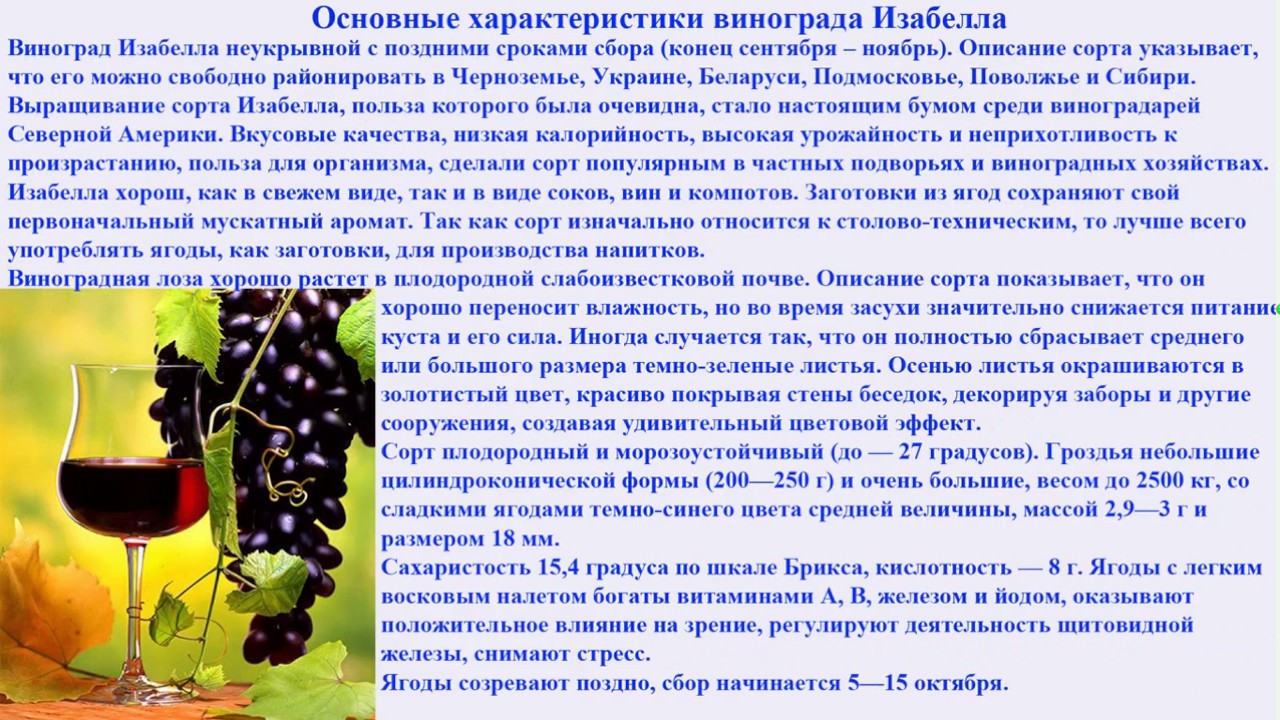 Сколько калорий в винограде: белом, красном, черном