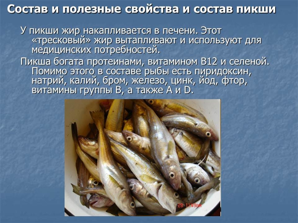 Рыба пикша: польза и вред, способы приготовления, калорийность
