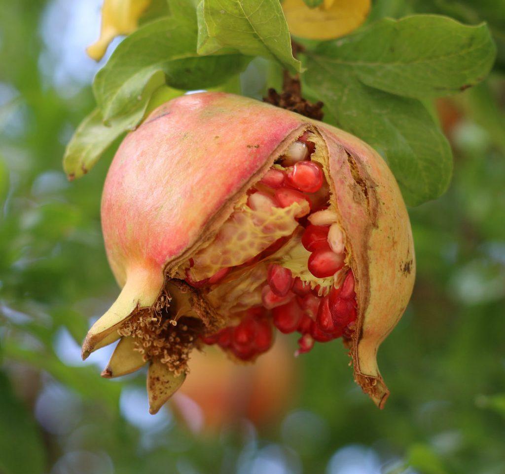 Можно ли яблоки с косточками, будут ли плохие последствия