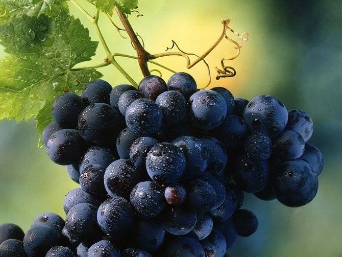 Виноград кишмиш: калорийность, польза и вред