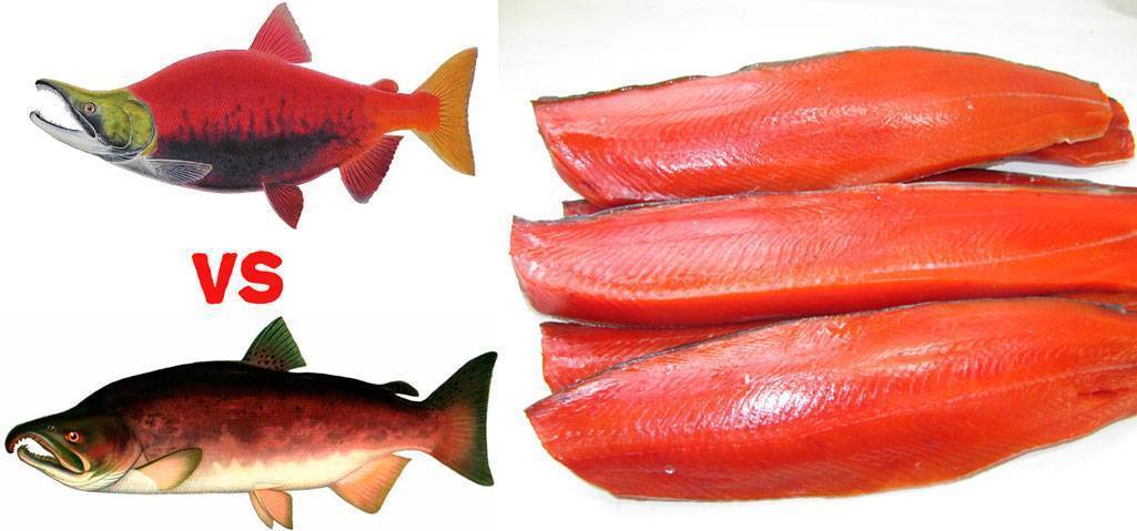 Кижуч рыба: польза и вред, где водится, химический состав и кбжу