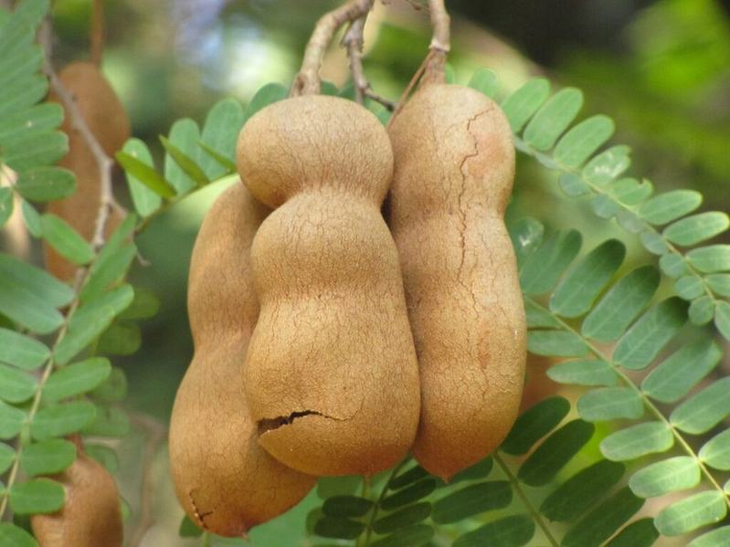Тропический фрукт тамаринд: сладкая конфета и лекарство