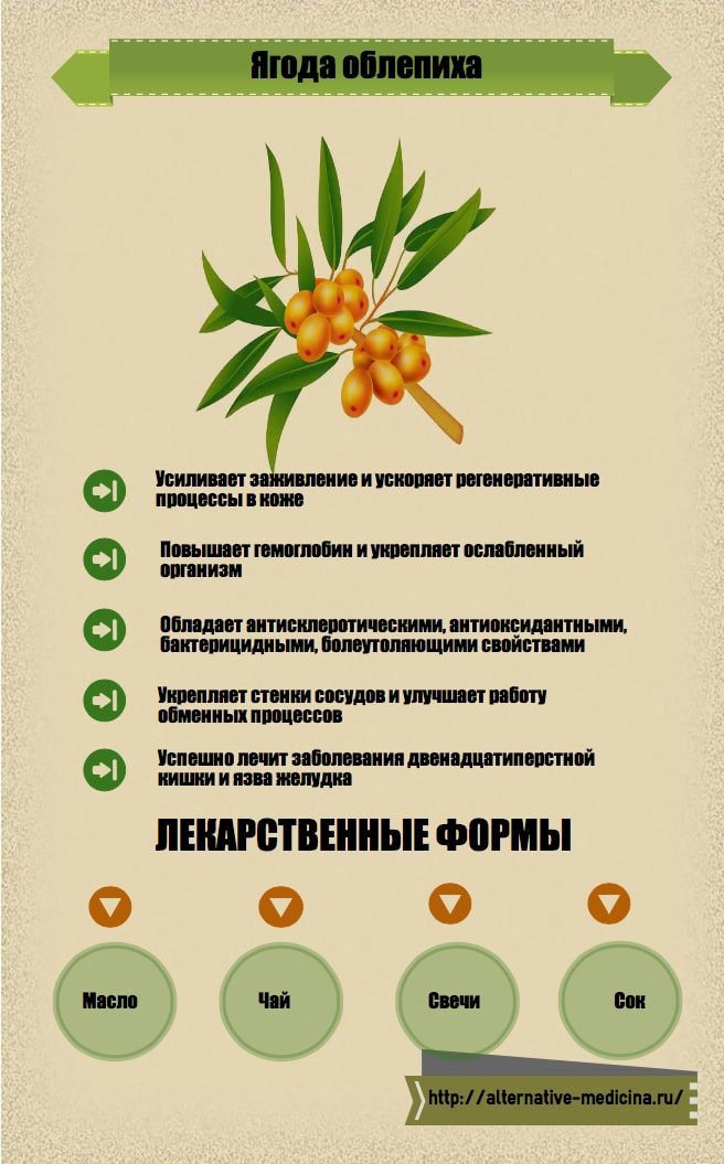 Облепиха – сибирский ананас, суперфуд, замедляющий старение. ее полезные свойства