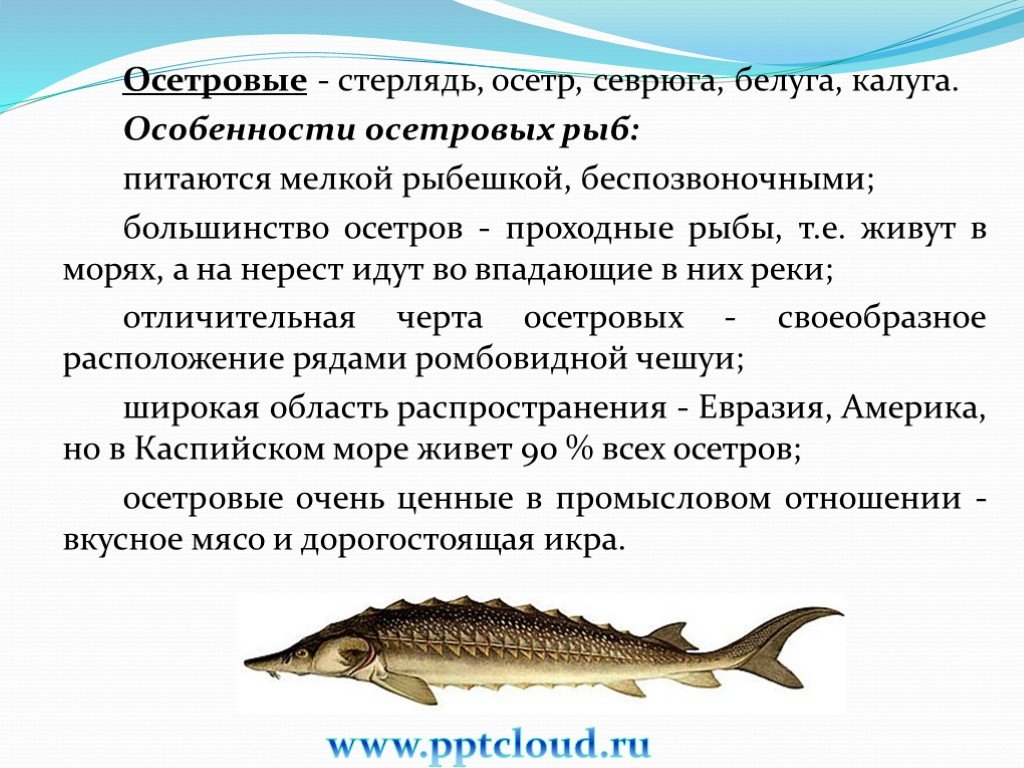 Рыба осетр — описание с фото, как приготовить