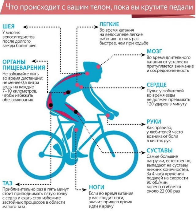 Велотренажер: польза и вред для женщин и мужчин, отзывы и результаты похудевших
