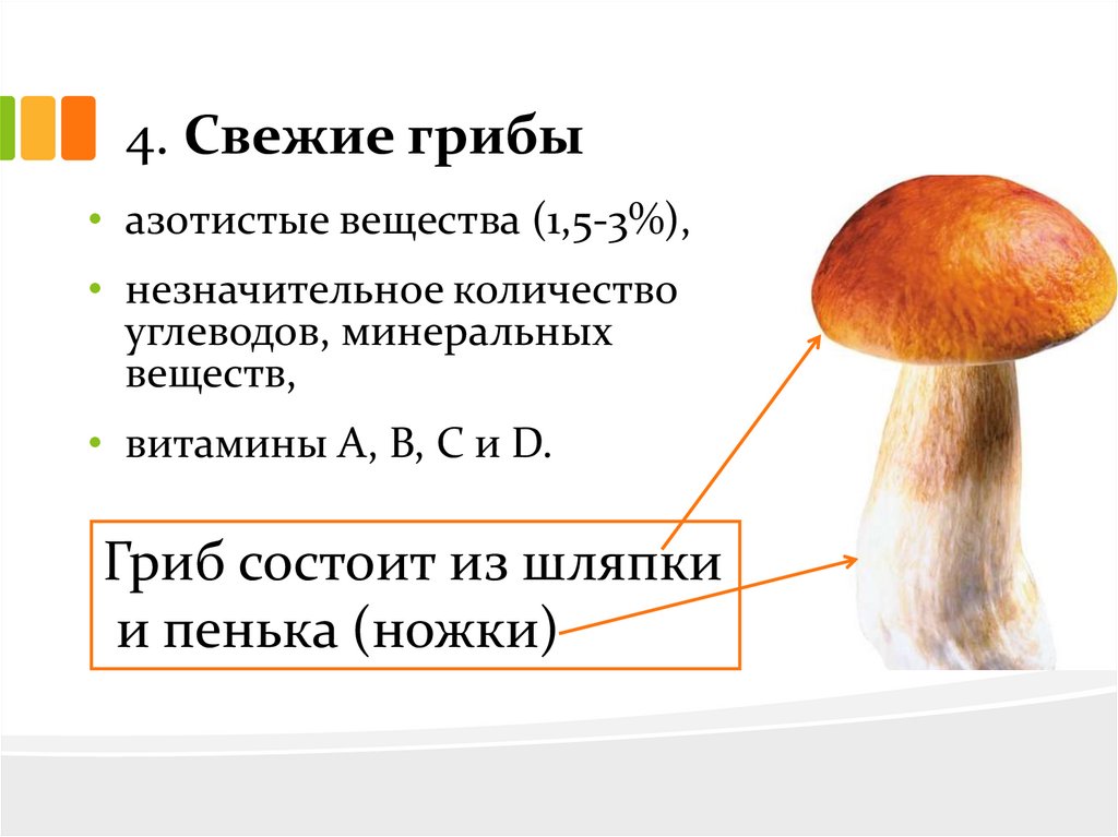 Польза белых грибов для организма человека, полезные и лечебные свойства, возможный вред, рецепты