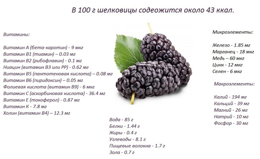 Ягода шелковица: калорийность на 100 грамм, польза, вред, витамины, минералы – хорошие привычки