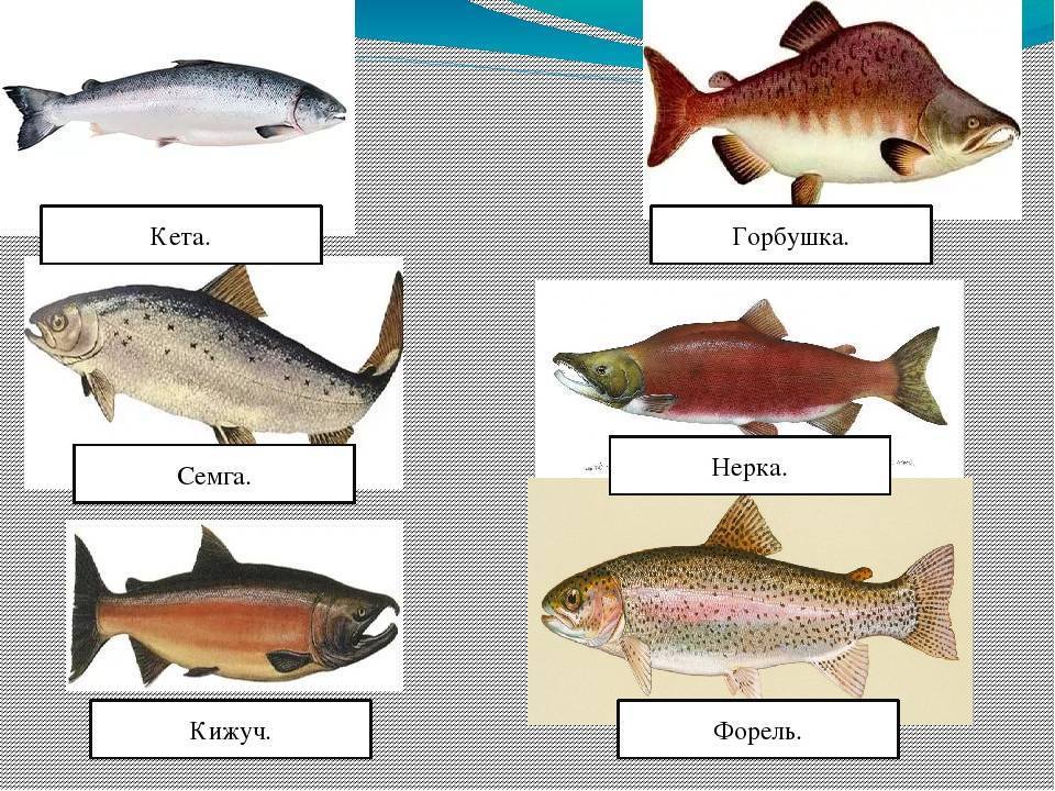 Рыба кижуч — польза и вред