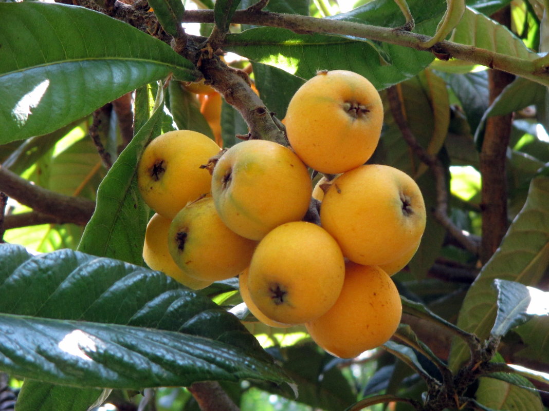 Японский фрукт мушмула - полезные свойства и противопоказания
