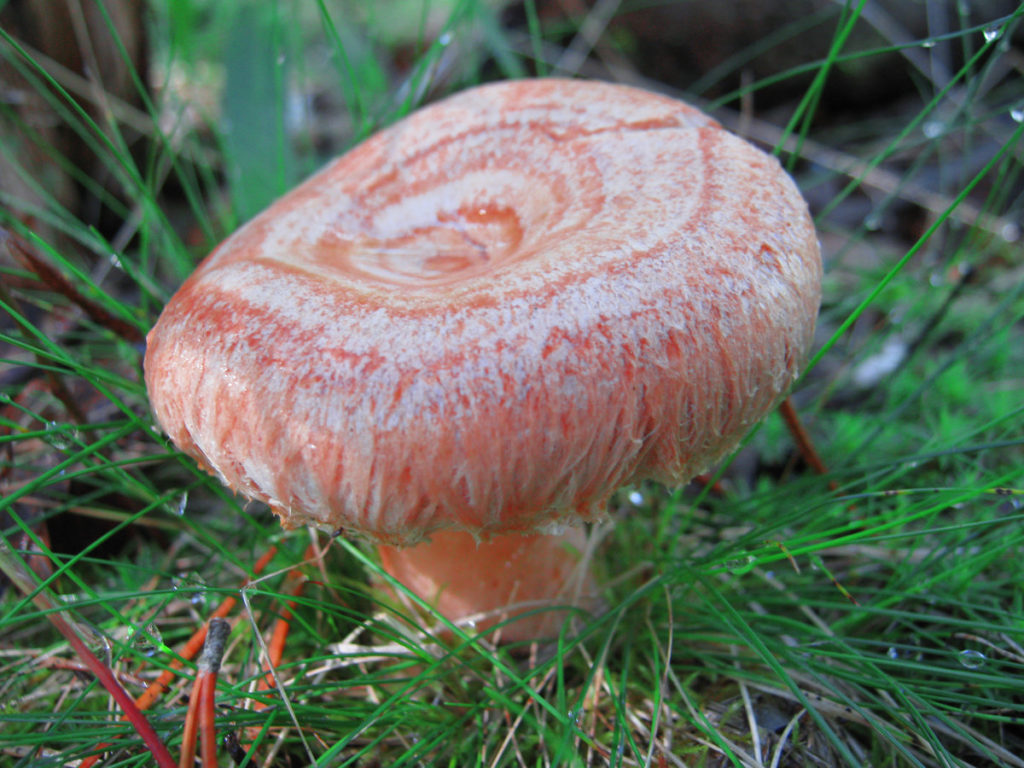 Описание грибов волнушки и особенности применения, можно ли их есть