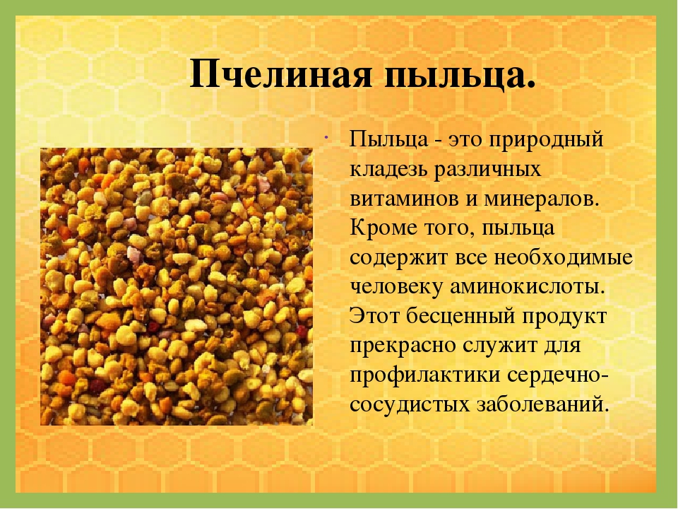 О перге пчелиной: что это, продукты пчеловодства, как выглядит, срок годности