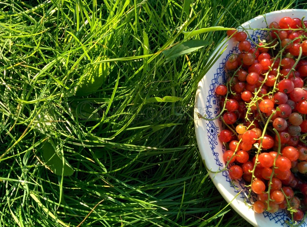 Красная смородина: полезные свойства и противопоказания для организма человека, калории и витамины