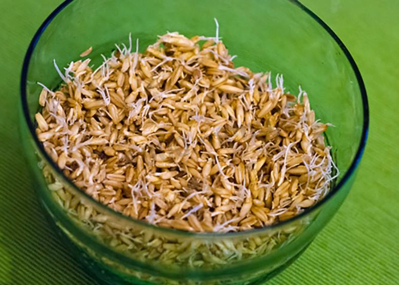 Как употреблять проросшую пшеницу и чем она полезна для организма человека