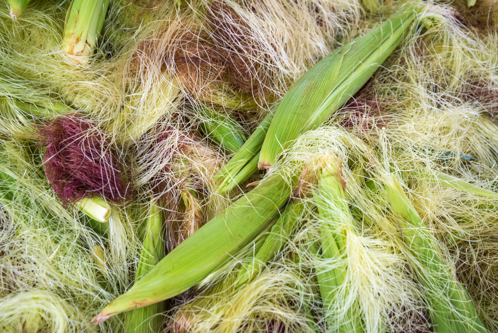 Кукурузные рыльца: почему этот растительный продукт должен быть в каждом доме
