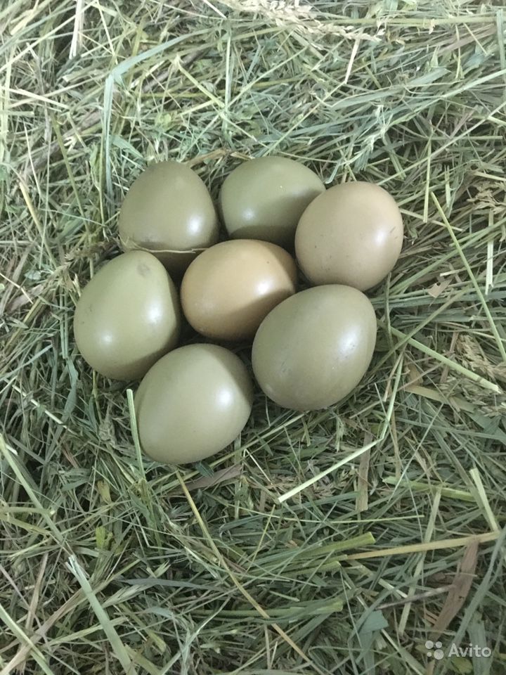Яйца фазана: польза и вред, цена за одно, фото