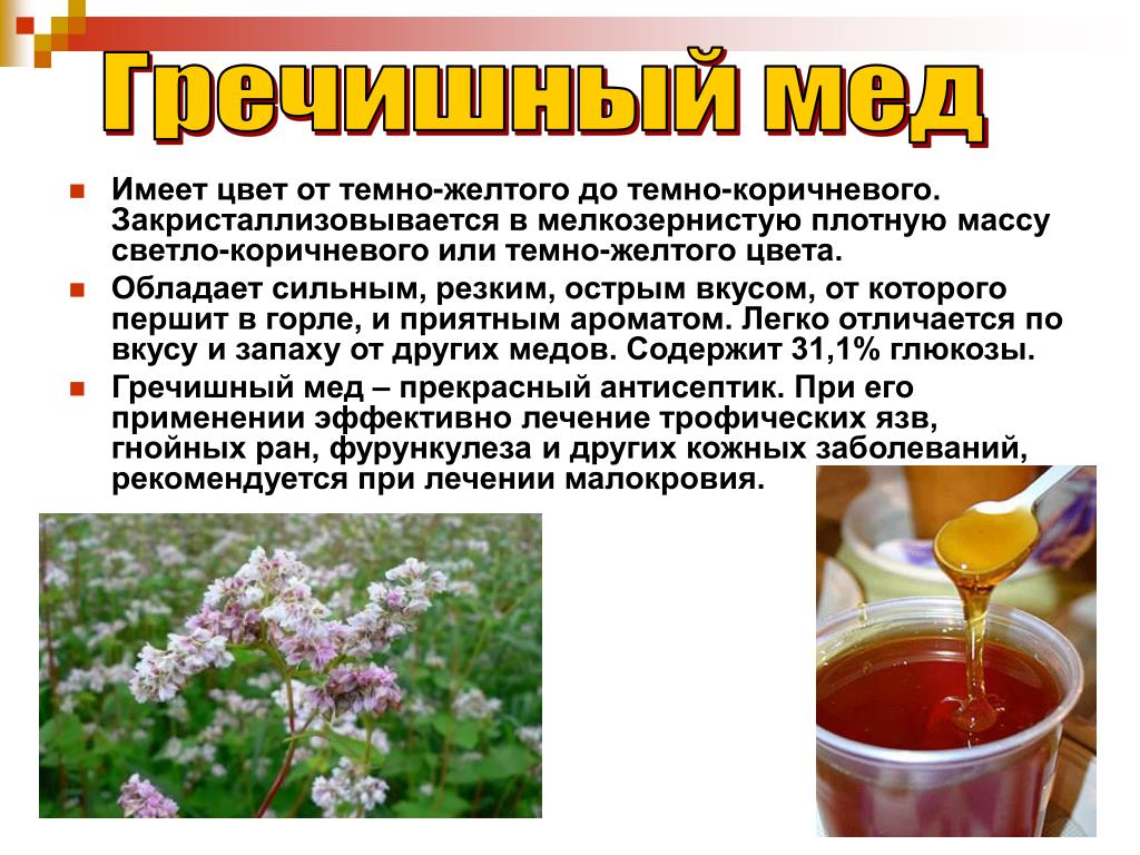 Гречишный мед: полезные свойства, противопоказания, рецепты